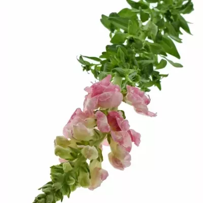 ANTIRRHINUM POTOMAC PLUMBLOSS 75cm