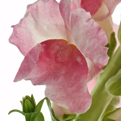 ANTIRRHINUM POTOMAC PLUMBLOSS 75cm