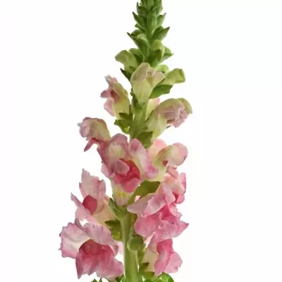 ANTIRRHINUM POTOMAC PLUMBLOSS 75cm