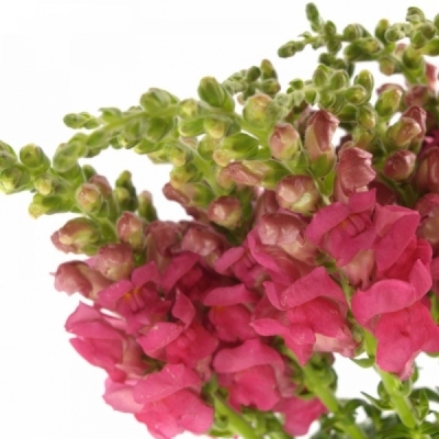 ANTIRRHINUM POTOMAC ROSE