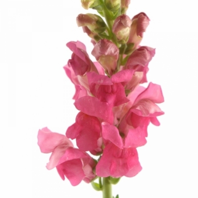 ANTIRRHINUM POTOMAC ROSE