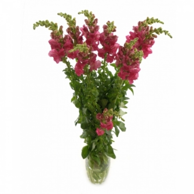 ANTIRRHINUM POTOMAC ROSE