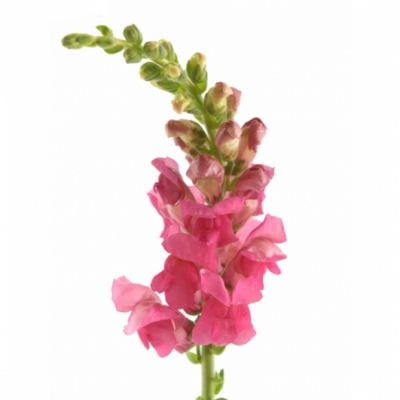 ANTIRRHINUM POTOMAC ROSE