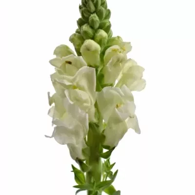 Antirrhinum POTOMAC WHITE