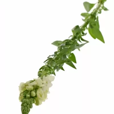 Antirrhinum POTOMAC WHITE