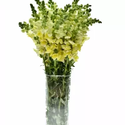 Antirrhinum POTOMAC YELLOW 70cm