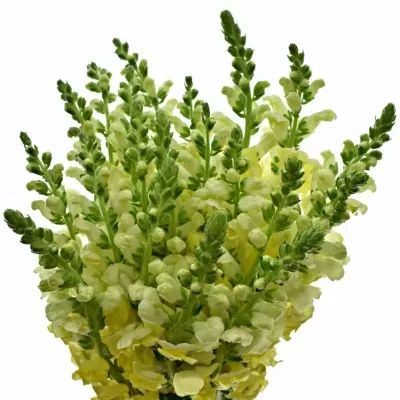 Antirrhinum POTOMAC YELLOW 70cm