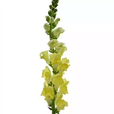 Antirrhinum POTOMAC YELLOW 70cm