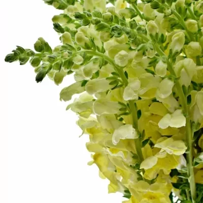 Antirrhinum POTOMAC YELLOW 70cm