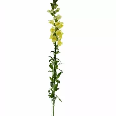 Antirrhinum POTOMAC YELLOW 70cm