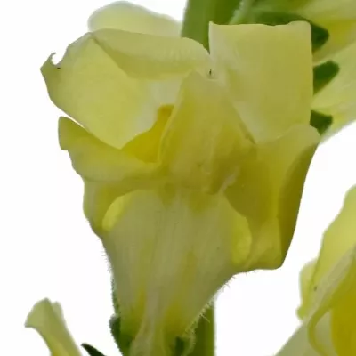 Antirrhinum POTOMAC YELLOW 70cm