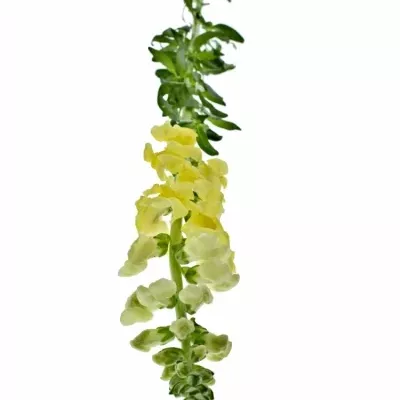 Antirrhinum POTOMAC YELLOW 70cm