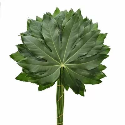 ARALIA 20cm