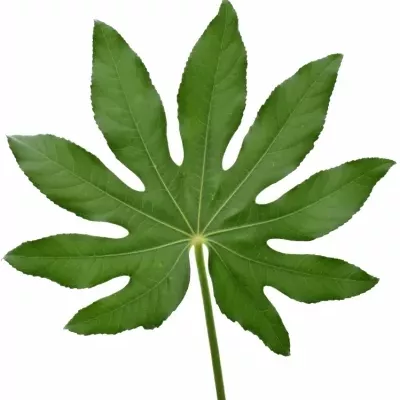 ARALIA 20cm