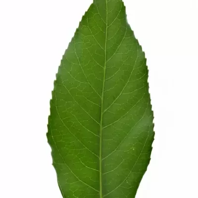 ARALIA 20cm