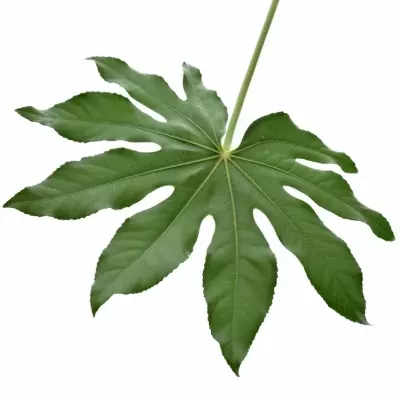 ARALIA 20cm