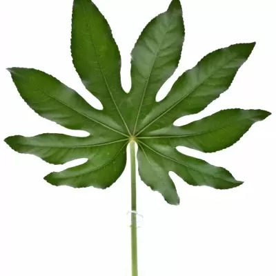 ARALIA 20cm