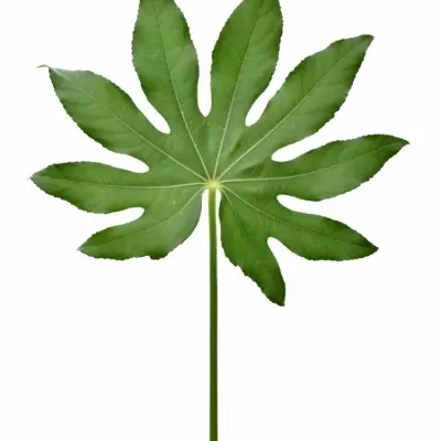 ARALIA 20cm