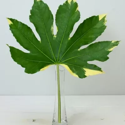 ARALIA VARIEGATA 35cm