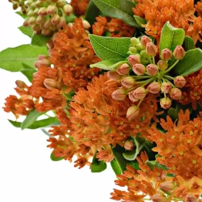 ASCLEPIAS RED WIJNA 35cm