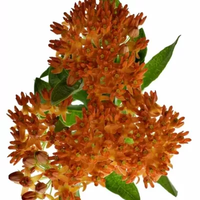 ASCLEPIAS RED WIJNA 35cm