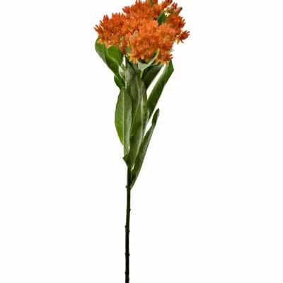 ASCLEPIAS RED WIJNA 35cm