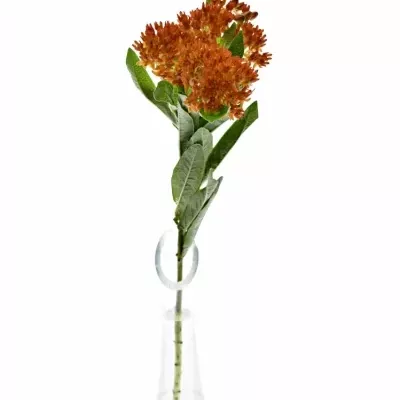 ASCLEPIAS RED WIJNA 35cm