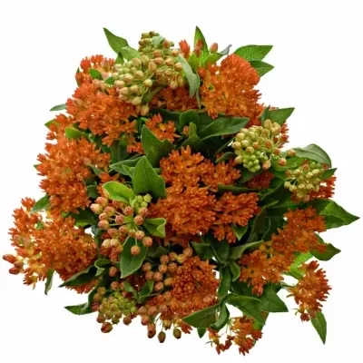 ASCLEPIAS RED WIJNA 35cm