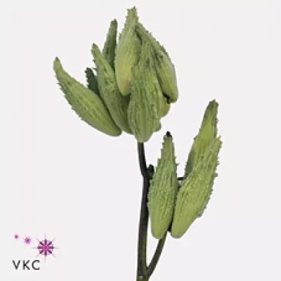 ASCLEPIAS SYRIACA