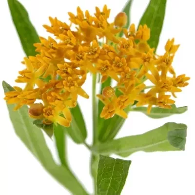 ASCLEPIAS TUBEROSA 45cm