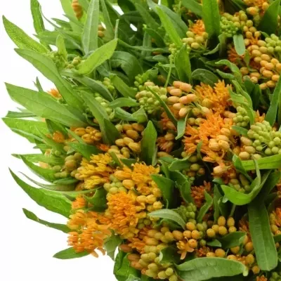 ASCLEPIAS TUBEROSA 45cm