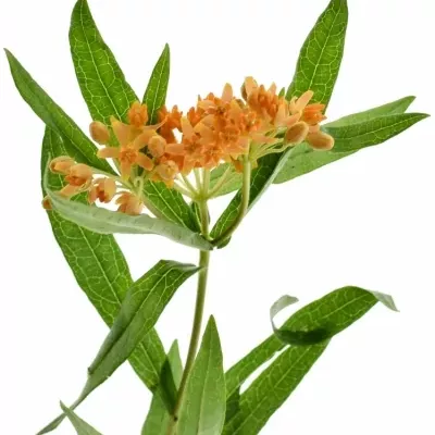 ASCLEPIAS TUBEROSA 45cm