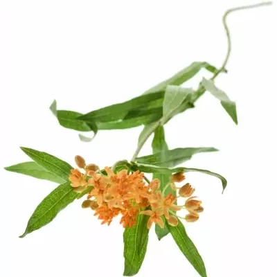 ASCLEPIAS TUBEROSA 45cm