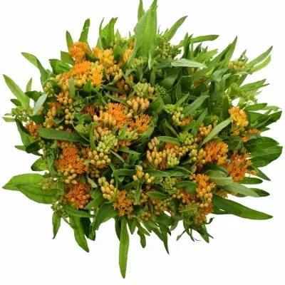 ASCLEPIAS TUBEROSA 45cm