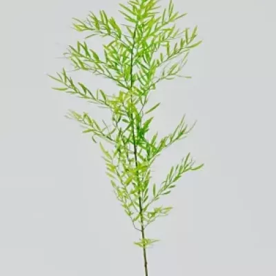 ASPARAGUS DENSIFLORUS CWEBE 40cm