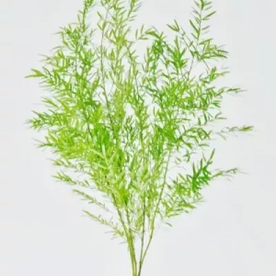 ASPARAGUS DENSIFLORUS CWEBE 40cm