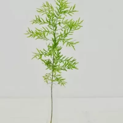 ASPARAGUS DENSIFLORUS CWEBE 40cm