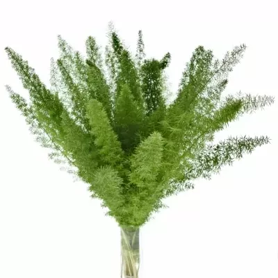 ASPARAGUS MEYERI