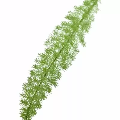 ASPARAGUS MEYERI