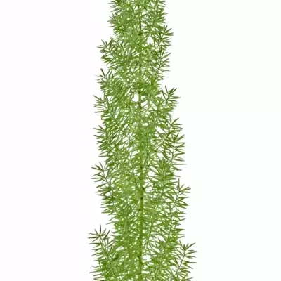 ASPARAGUS MEYERI