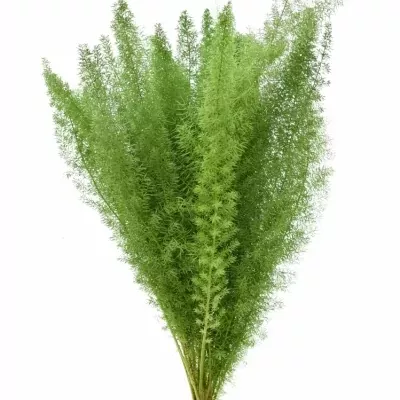 ASPARAGUS MEYERI