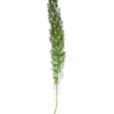 ASPARAGUS MEYERI