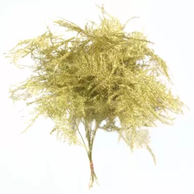 ASPARAGUS PLUMOSUS GOLD