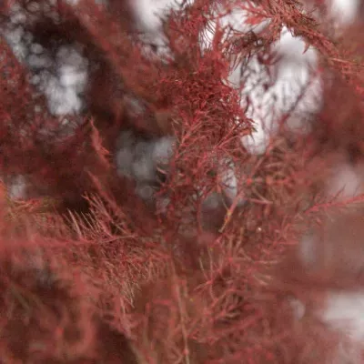 ASPARAGUS PLUMOSUS RED