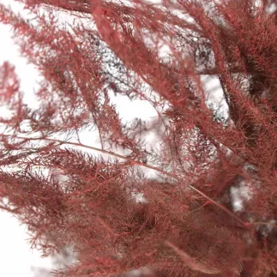 ASPARAGUS PLUMOSUS RED