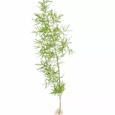 ASPARAGUS SPRENGERI 85cm