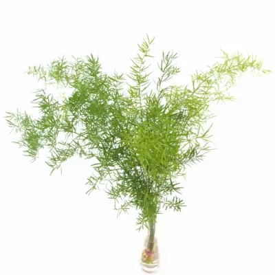 ASPARAGUS SPRENGERI 85cm