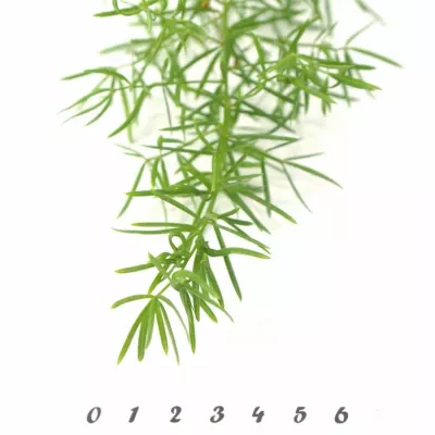 ASPARAGUS SPRENGERI 85cm