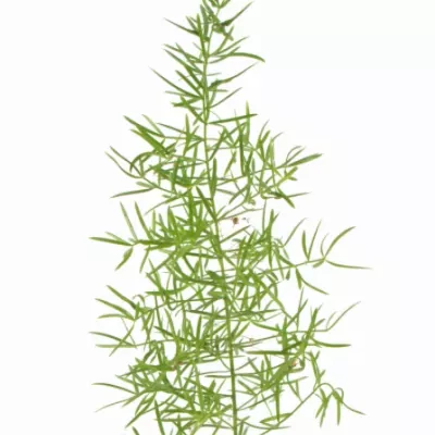 ASPARAGUS SPRENGERI 85cm