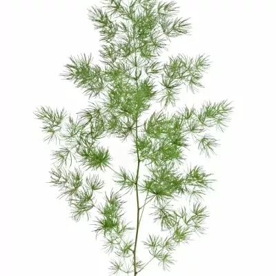 Asparagus UMBELLATUS